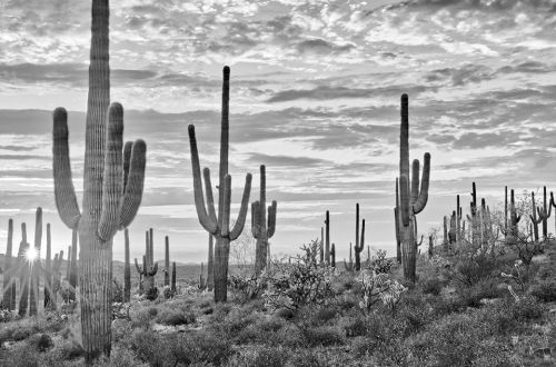 Arizona